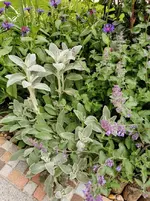 IMG_20210527_122238.webp