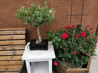 IMG_20210527_122922.webp