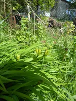 P1030674Taglilie.webp