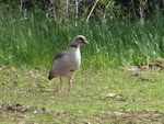 P1030675Nilgans.JPG