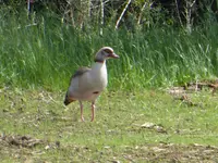 P1030675Nilgans.webp