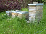 P1030778Bienenstcke.JPG