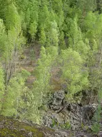 P1030720Grube 7.webp