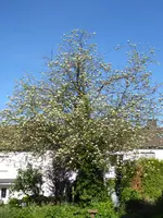 P1030745Eberesche.webp