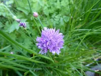 P1030747Schnittlauch.webp