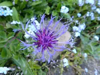 P1030748Flockenblume.webp
