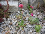 Armeria pseudarmeria Ballerina Red_05.07.2020.JPG