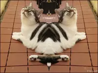 c018.webp