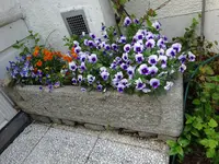 DSC01706.JPG
