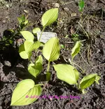 Forum Hosta Emerald Tiara 2021_05_28 P1170118.JPG