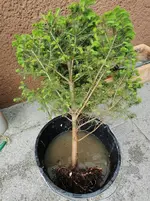 IMG_20210529_100339.webp