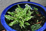 Hosta  0621.JPG