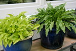 Hosta  0821.JPG