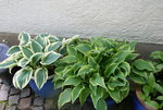 Hosta  0921.JPG