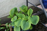 Hosta  1021.JPG