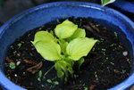 Hosta  1121.JPG