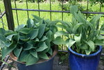 Hosta  1421.JPG