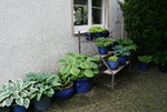 Hosta  1721.JPG