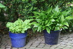 Hosta  1921.JPG
