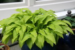 Hosta  2021.JPG