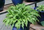 Hosta  2121.JPG