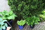 Hosta  2321.JPG