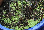 Kletterndes Löwenmäulchen  0121.JPG