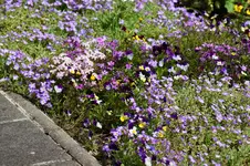 DSC00731.webp