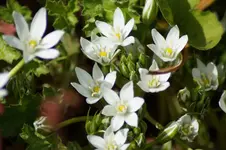 Dolden Milchstern.webp