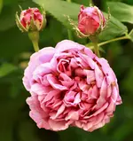 _MG_9682.webp