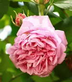 _MG_9683.webp