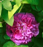 _MG_9661.webp
