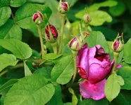 _MG_9660.webp