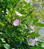_MG_9664.webp