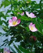 _MG_9665.webp