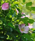 _MG_9666.webp