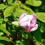 _MG_9670.webp