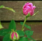 _MG_9672.JPG