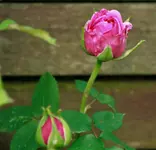 _MG_9672.webp