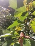 IMG_20210529_180051.jpg