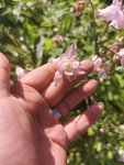 IMG_20210529_180152.jpg