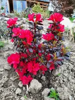 k-20210516_185452.webp k-20210516_185452.webp