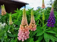 k-20210528_182618.webp k-20210528_182618.webp