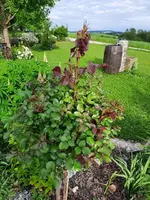 k-20210528_183308.jpg k-20210528_183308.jpg