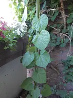 P1030794Prunkwinde.webp