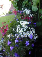P1030795Blumenkasten.webp