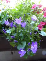 P1030797Glockenblumen.webp