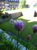 P1030800Schnittlauch.webp