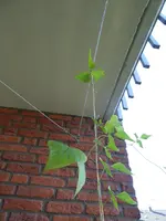 P1030802Feuerbohne.webp