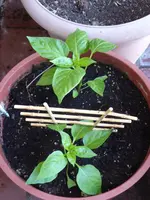 P1030804Snackpaprika.webp